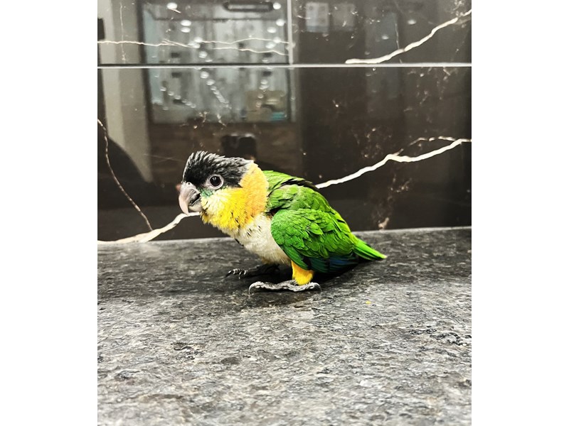 Black Headed Caique