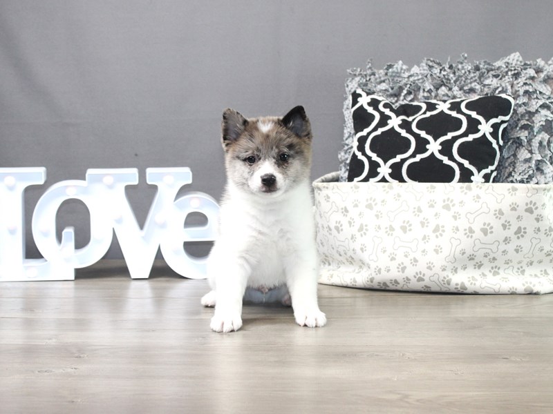 Shiba Pom – Theodore