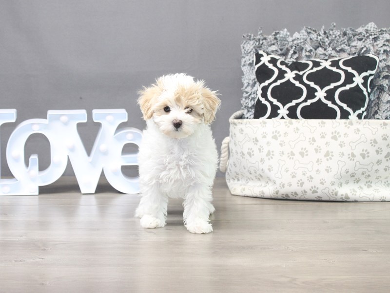 Maltipoo