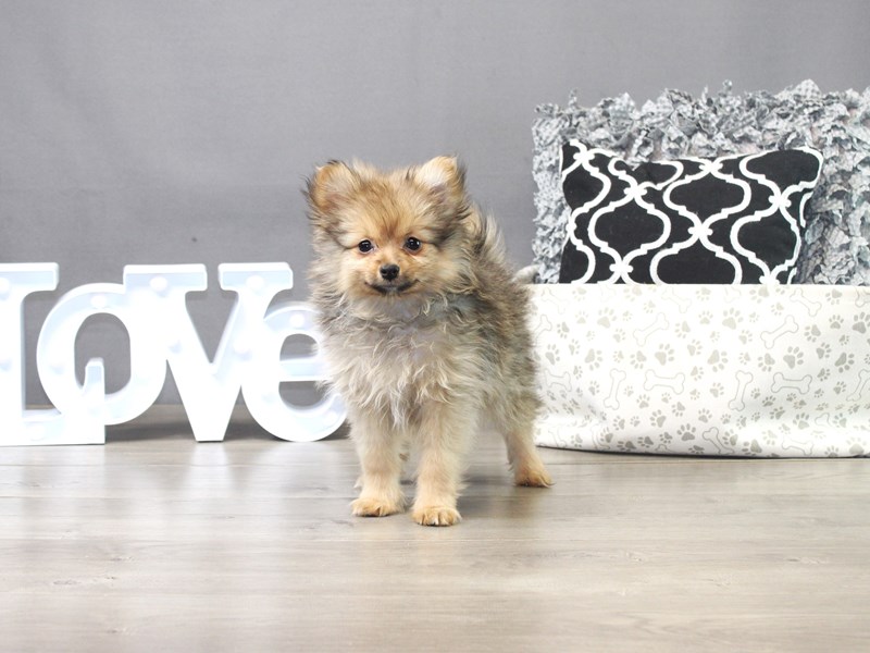 Pomeranian
