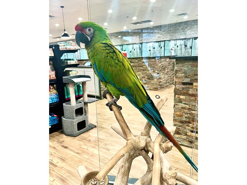 Military MaCaw