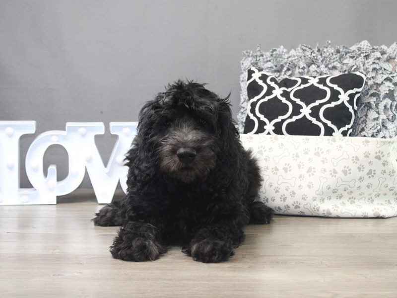 Miniature Goldendoodle – Benji