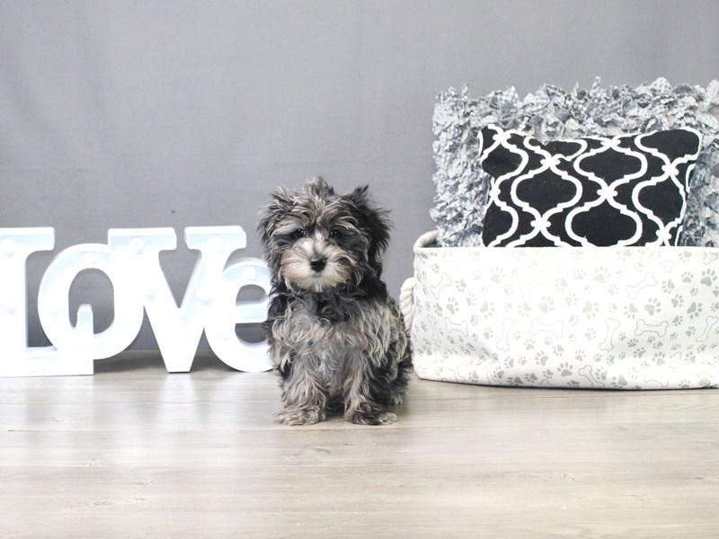 Yorkiepoo – Franklin