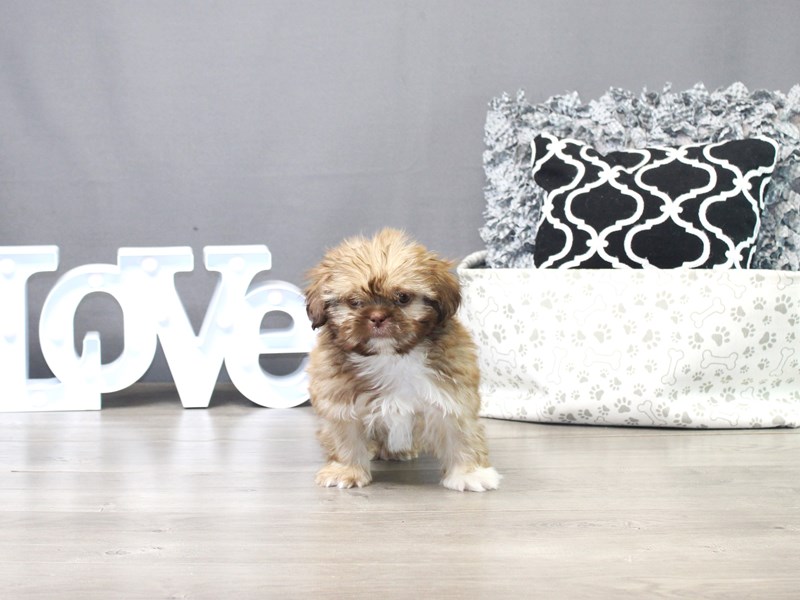 Shih Tzu