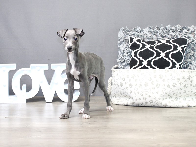Italian Greyhound