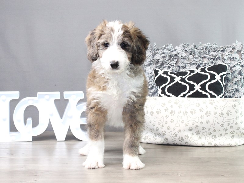 Aussiedoodle