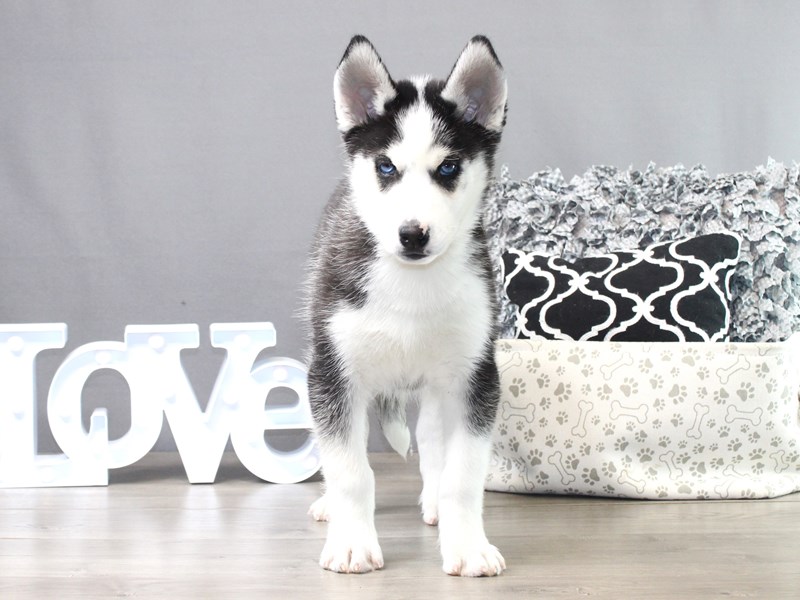 Siberian Husky – Apollo