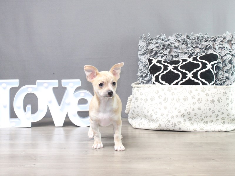 Chihuahua – Ava