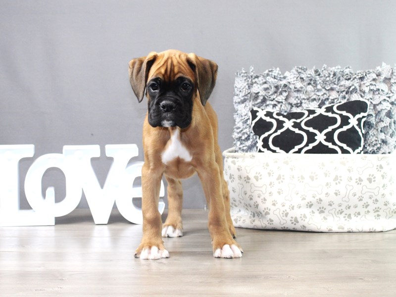 Boxer – Frankford