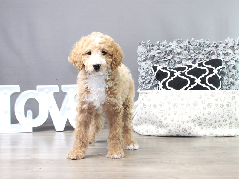 Mini GoldendoodleDogFemaleRed3630672Petland Columbus, Ohio