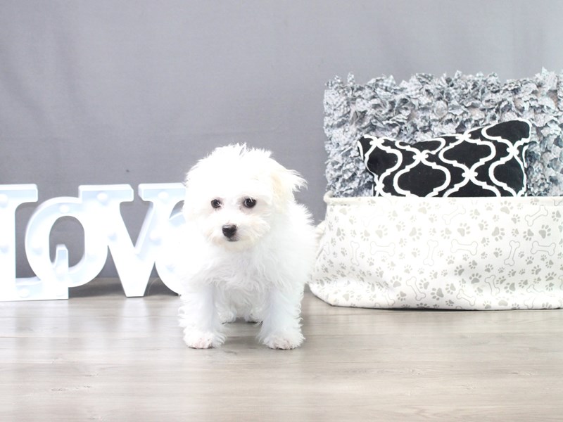 Bichon Frise