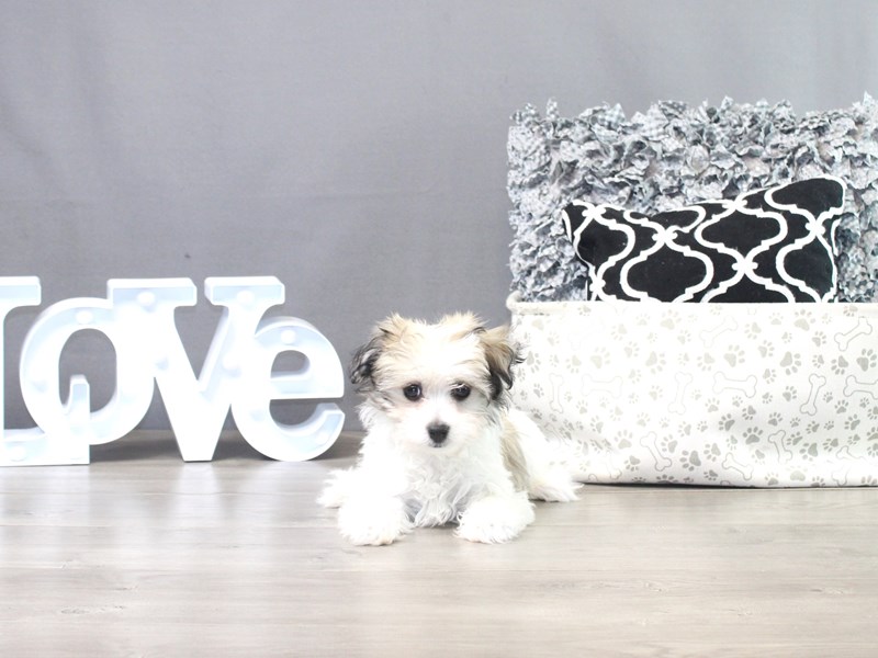 Havanese