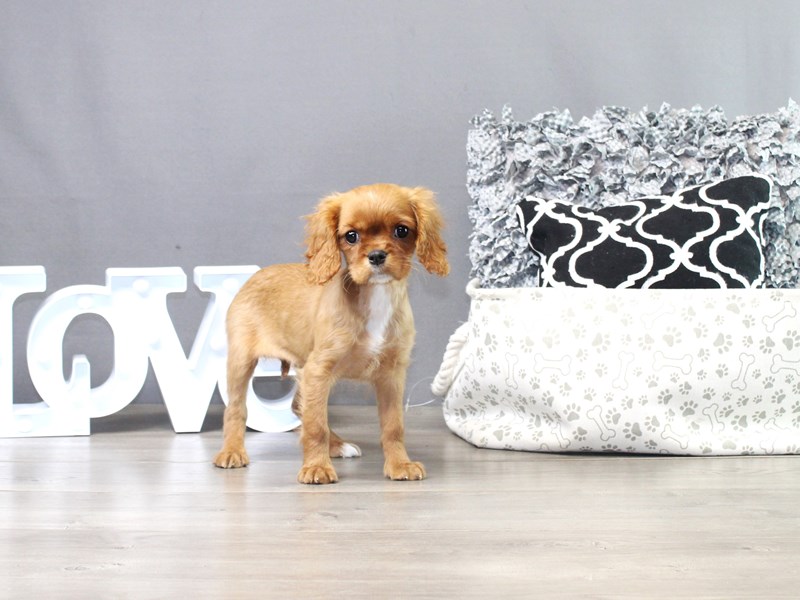 Cavalier King Charles Spaniel