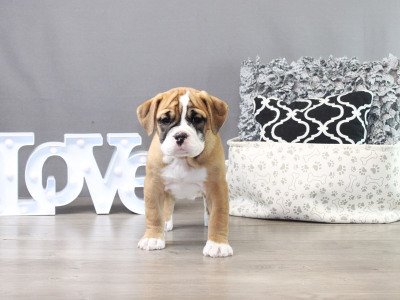 Beabull Bulldog – Daisy
