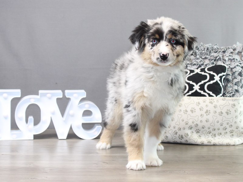 Australian Shepherd
