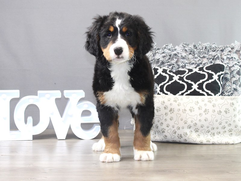 Bernese Mountain Dog