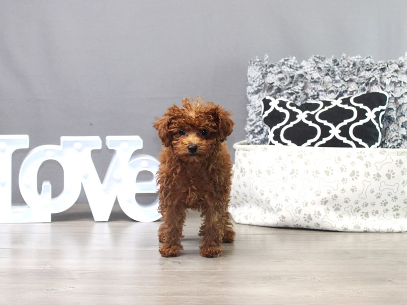 Poodle