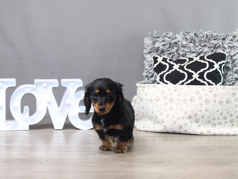 Dachshund