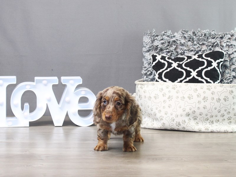 Dachshund