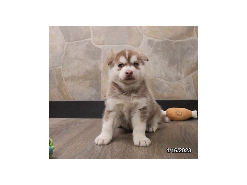 Pomsky