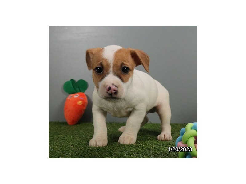 Jack Russell Terrier