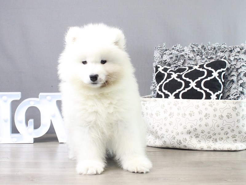 Samoyed