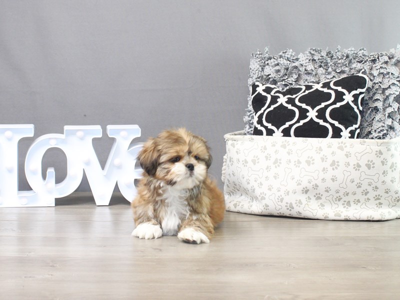 Shih Tzu – Tadashii