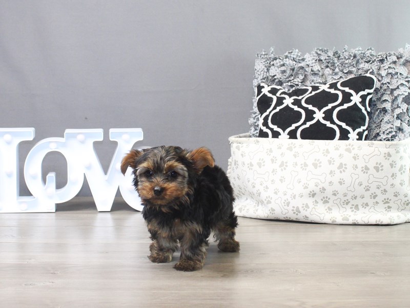 Yorkshire Terrier
