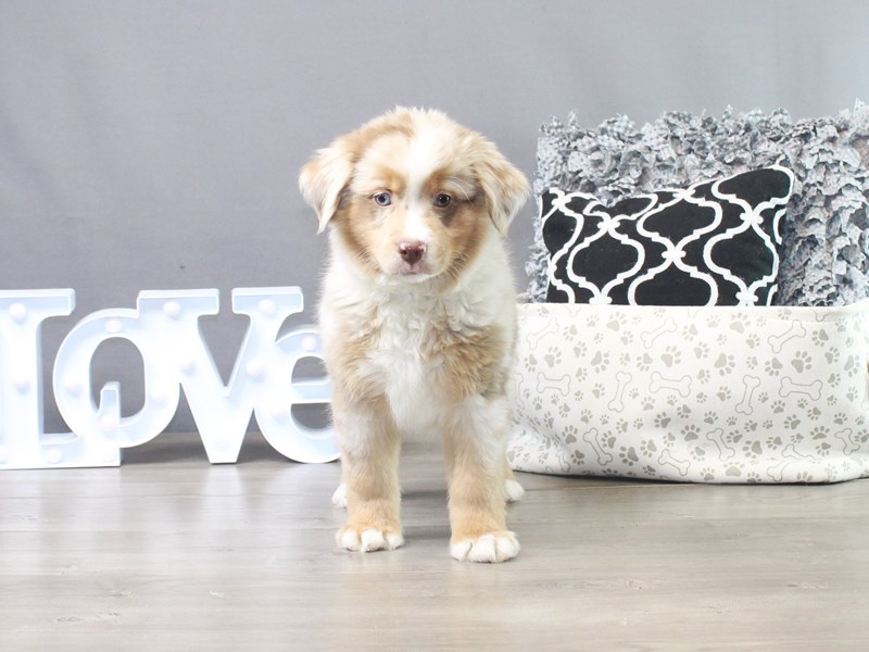 Miniature American Shepherd