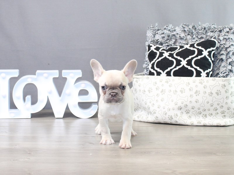 French Bulldog – Fiona