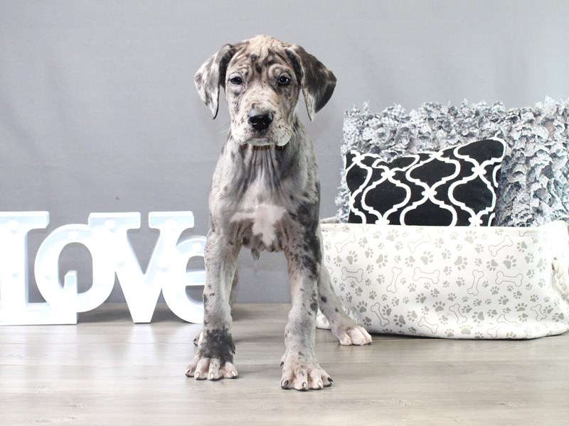 Great Dane