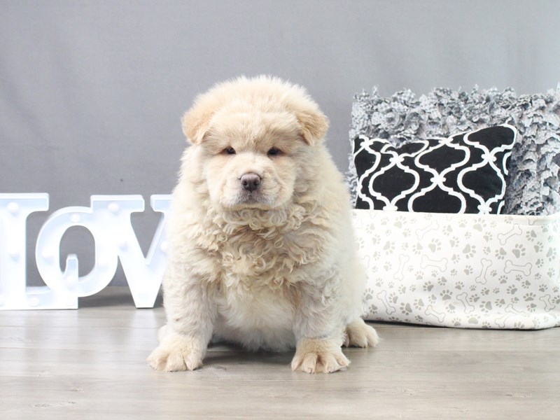Chow Chow