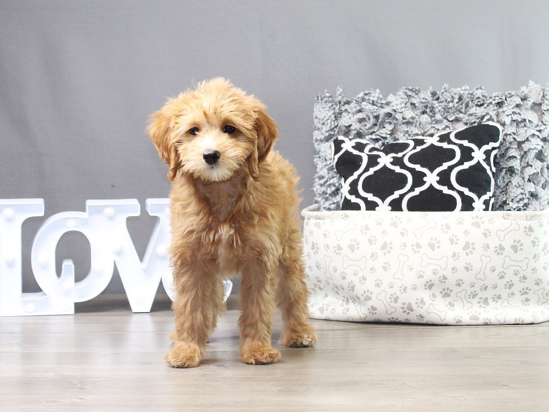 Mini Goldendoodle