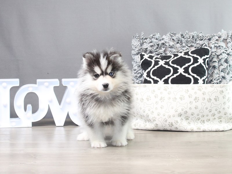 Pomsky