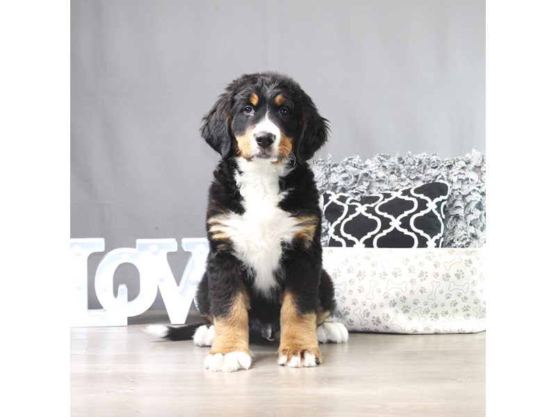 Bernese Mountain Dog