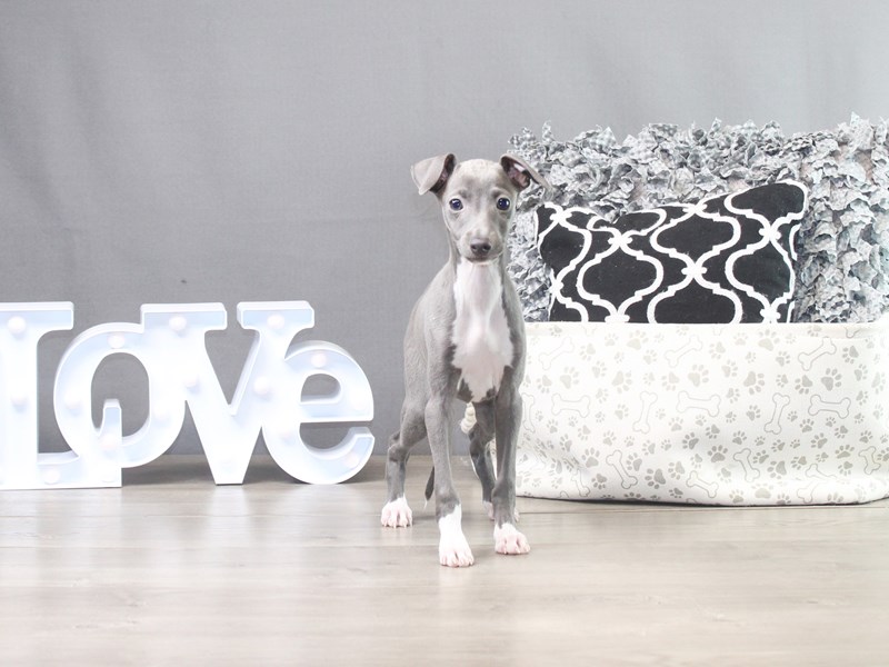 Italian Greyhound