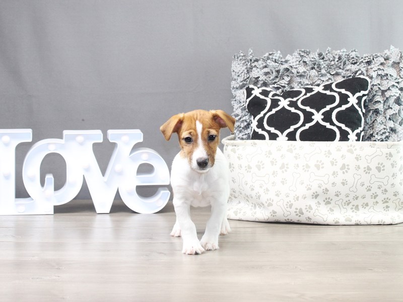 Jack Russell Terrier