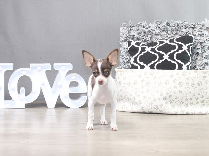 Chihuahua – Justin