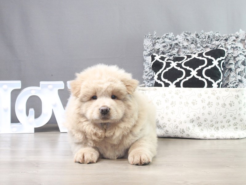 Chow Chow
