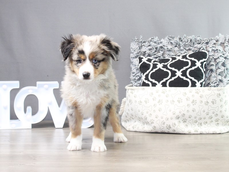 Miniature American Shepherd