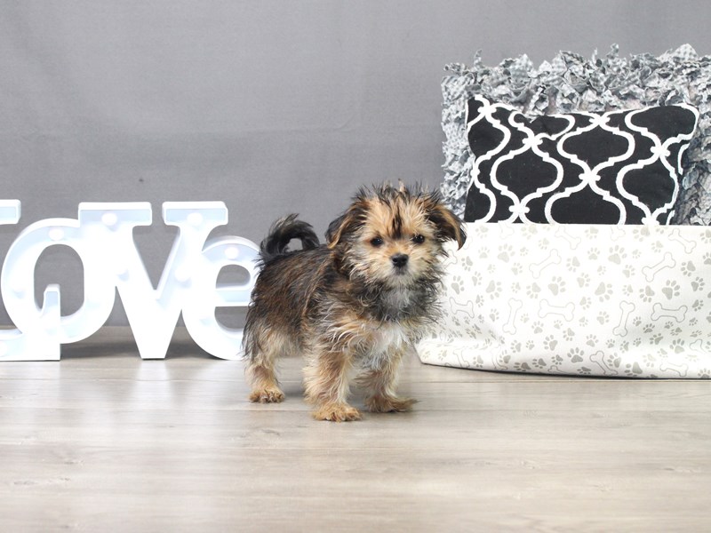 Shorkie
