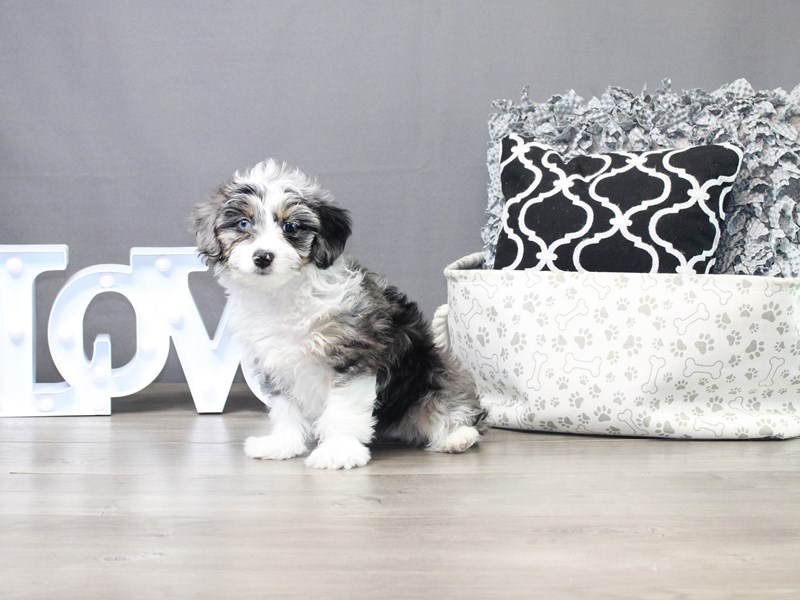 Mini Aussiedoodle