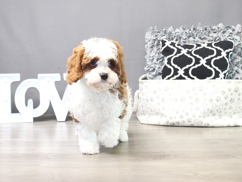 Cavapoo