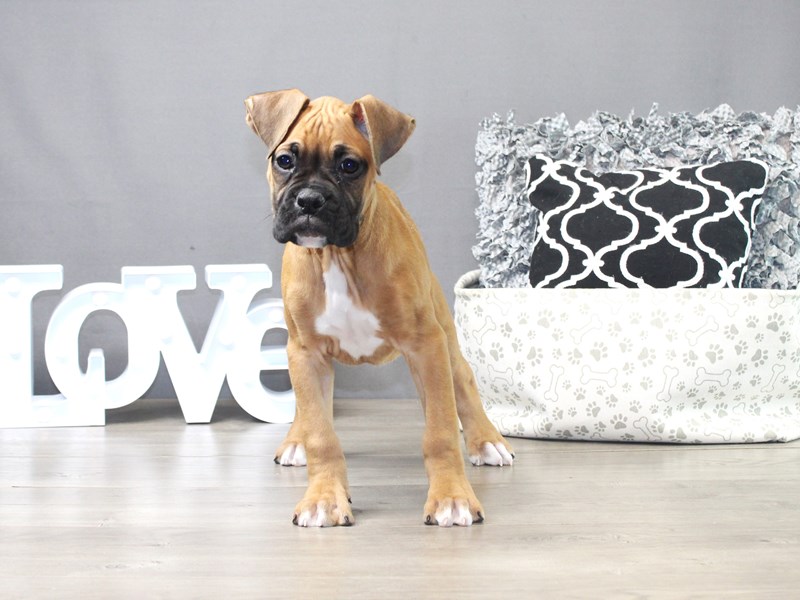 Boxer