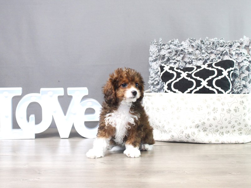 Cavapoo