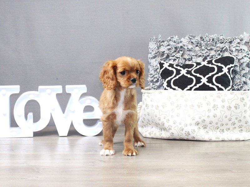 Cavalier King Charles Spaniel