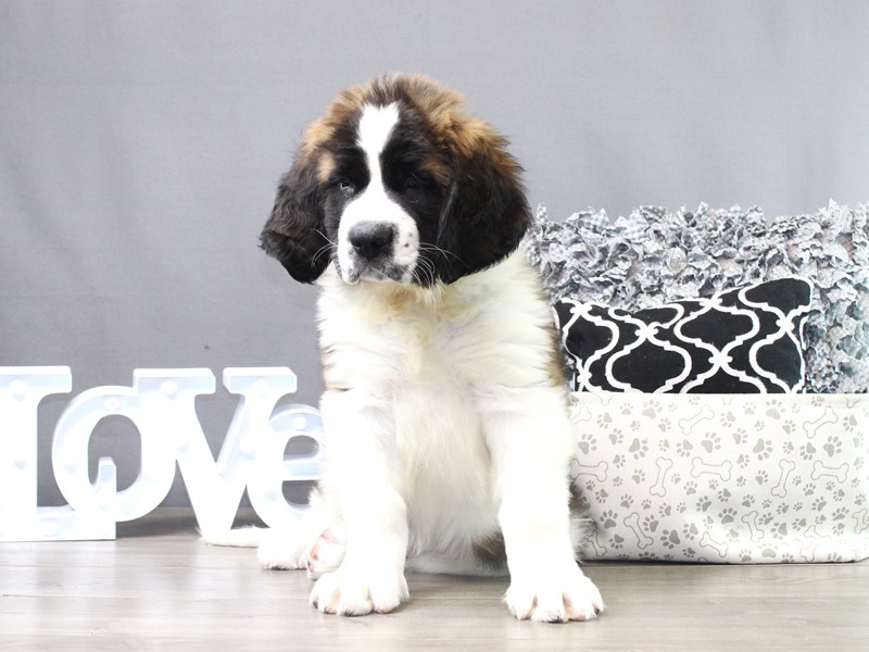 Saint Bernard – Brutus