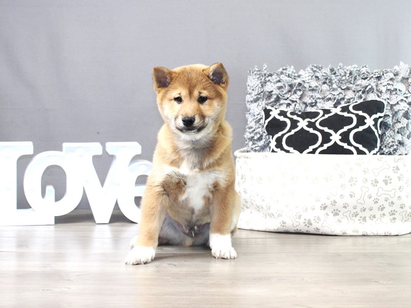 Shiba Inu – 19187
