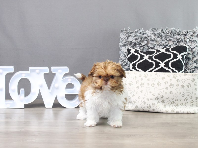 Shih Tzu – Lacie