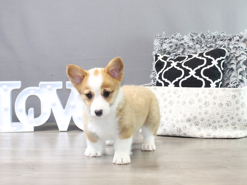 Pembroke Welsh Corgi